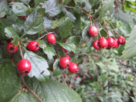 © Zierfischfreunde Immenhausen-Holzhausen